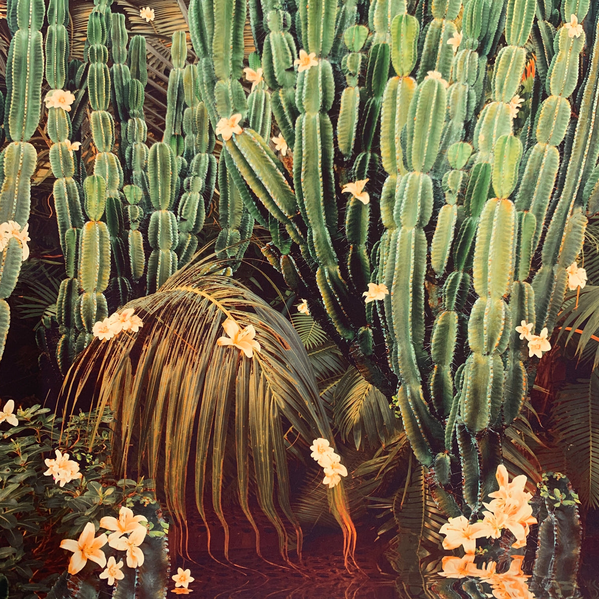 Cactus Jungle